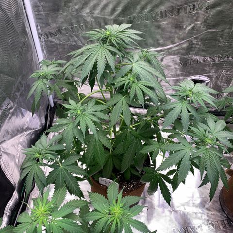 Northern Light Automatic #1 growlog timeline photo