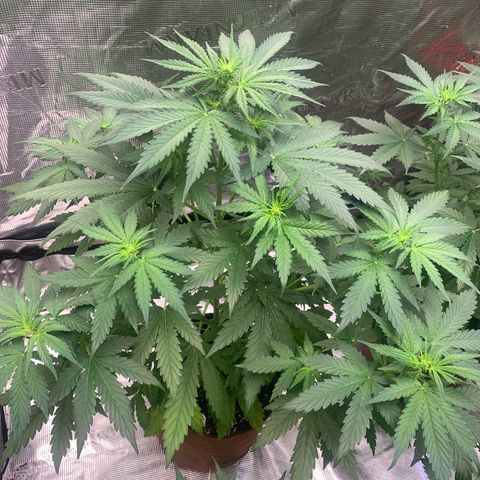 Northern Light Automatic #1 growlog timeline photo