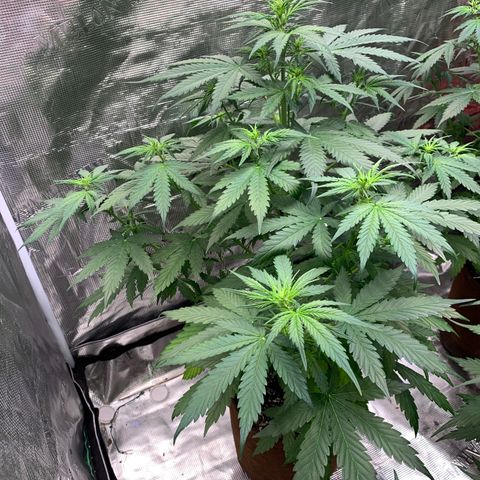 Northern Light Automatic #1 growlog timeline photo