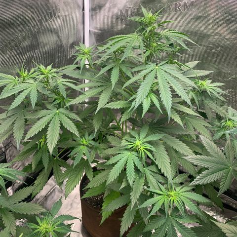 Northern Light Automatic #1 growlog timeline photo