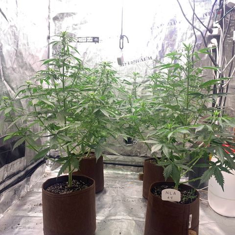 Northern Light Automatic #1 growlog photo: All trimmed up