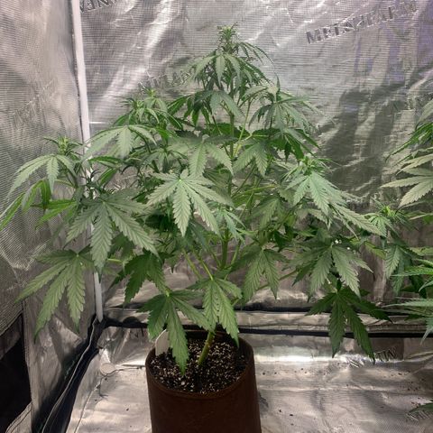 Northern Light Automatic #1 growlog timeline photo