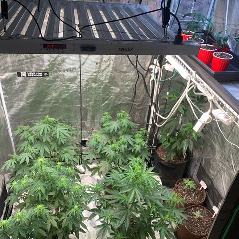 Northern Light Automatic #1 growlog timeline photo