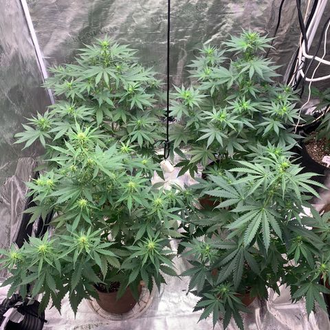 Northern Light Automatic #1 growlog timeline photo