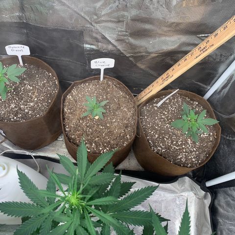 Northern Light Automatic #1 growlog timeline photo