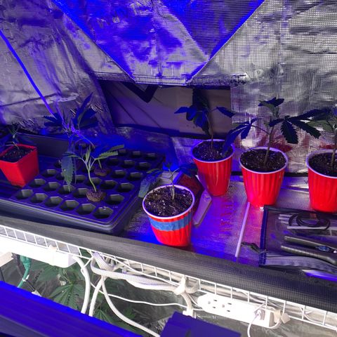 Northern Light Automatic #1 growlog timeline photo