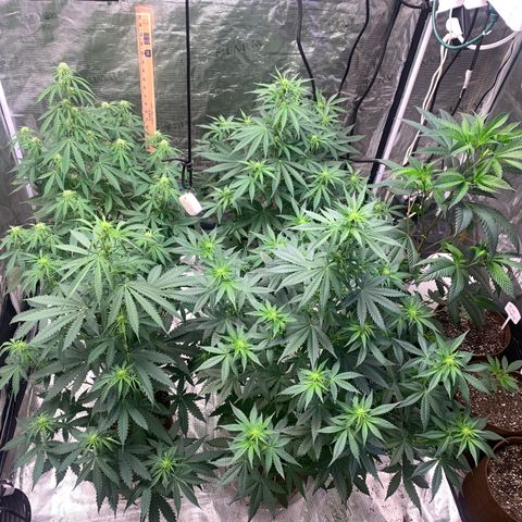 Northern Light Automatic #1 growlog timeline photo