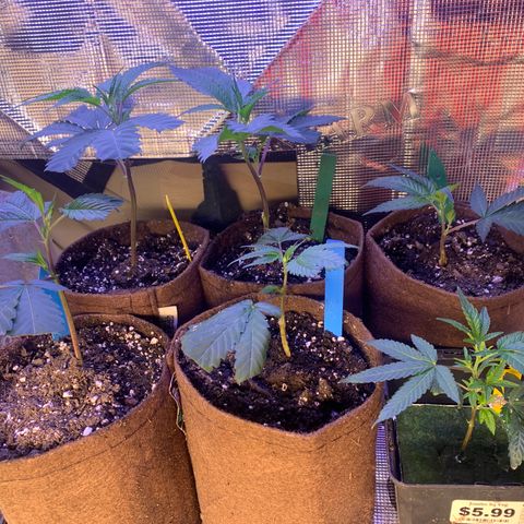 Northern Light Automatic #1 growlog timeline photo