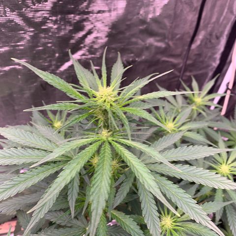 Northern Light Automatic #1 growlog timeline photo
