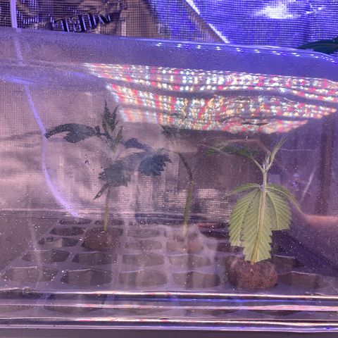 Northern Light Automatic #1 growlog timeline photo