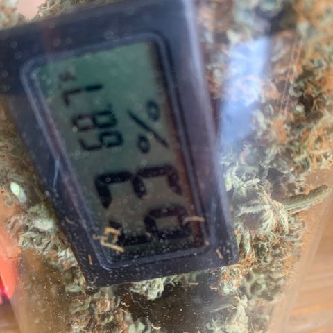 Northern Light Automatic 2024 Freebie growlog timeline photo