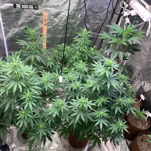Northern Light Automatic #1 growlog timeline photo