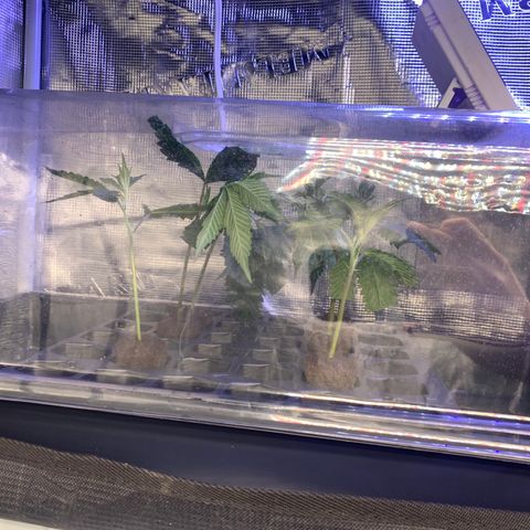 Northern Light Automatic #1 growlog timeline photo