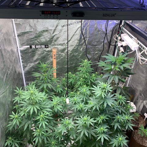 Northern Light Automatic #1 growlog timeline photo