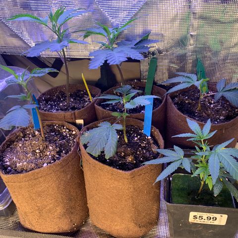 Northern Light Automatic #1 growlog timeline photo