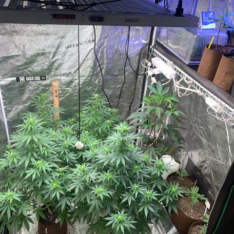 Northern Light Automatic #1 growlog timeline photo