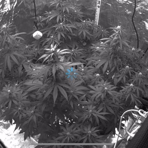 Northern Light Automatic #1 growlog timeline photo
