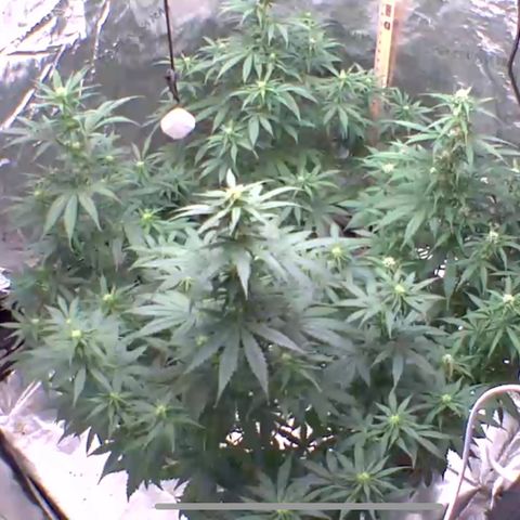 Northern Light Automatic #1 growlog timeline photo