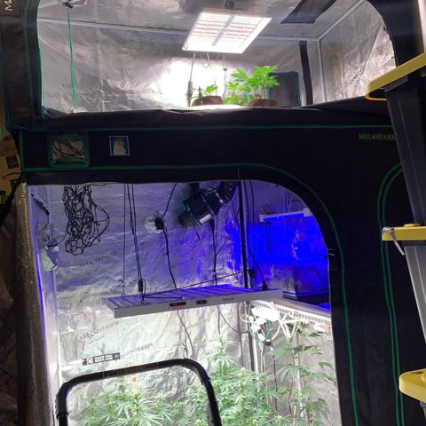 Northern Light Automatic #1 growlog timeline photo