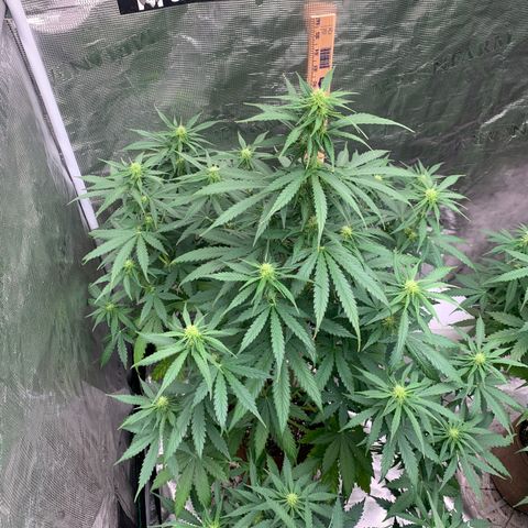 Northern Light Automatic #1 growlog timeline photo
