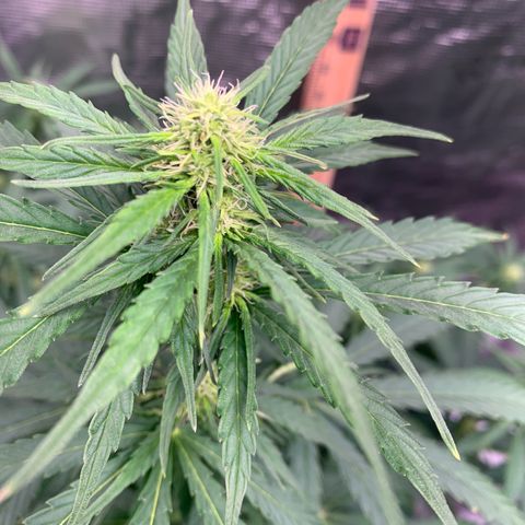 Northern Light Automatic #1 growlog timeline photo