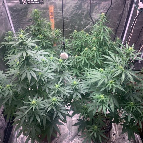 Northern Light Automatic #1 growlog timeline photo