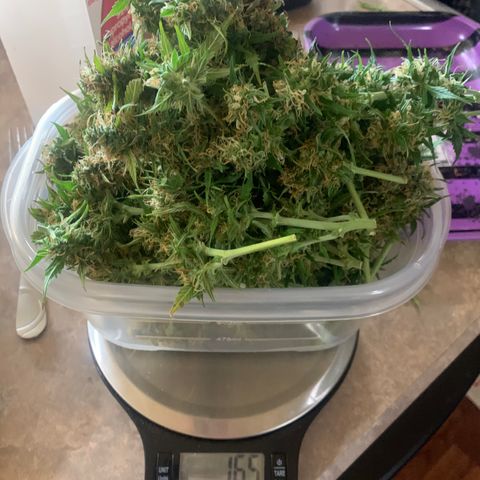 Northern Light Automatic #1 growlog timeline photo