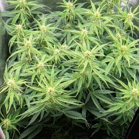 Gorilla Glue growlog timeline photo