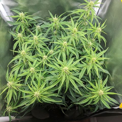 Gorilla Glue growlog timeline photo