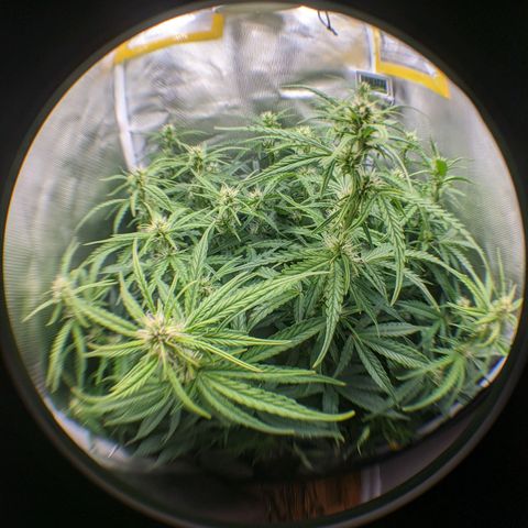 Gorilla Glue growlog timeline photo