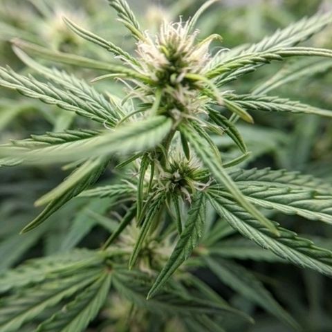 Gorilla Glue growlog timeline photo