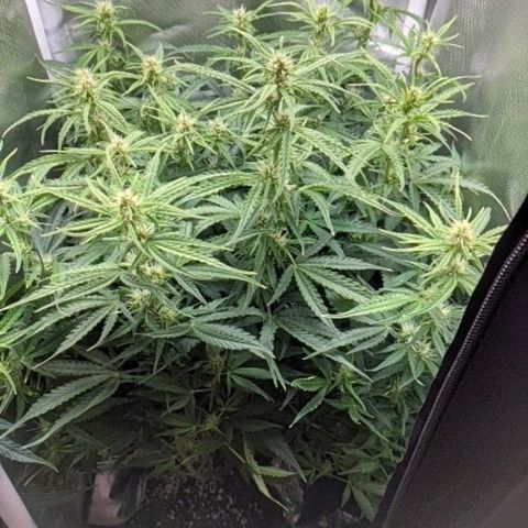Gorilla Glue growlog timeline photo