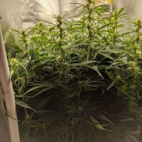 Gorilla Glue growlog timeline photo