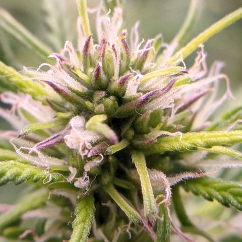 Gorilla Glue growlog timeline photo