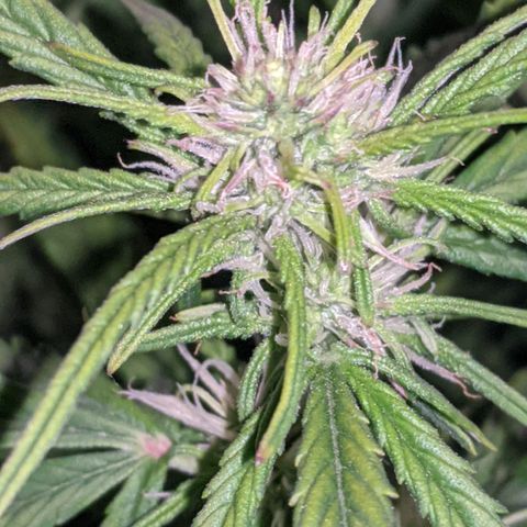 Gorilla Glue growlog timeline photo