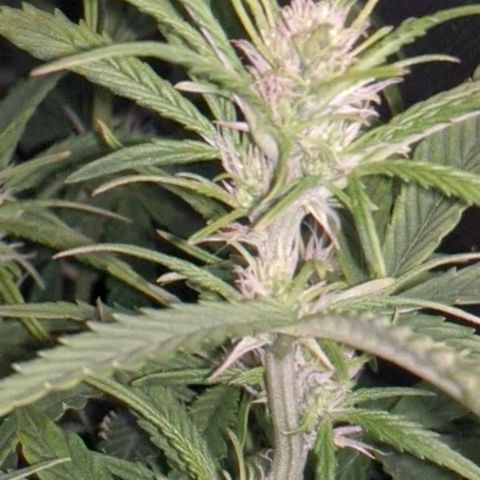 Gorilla Glue growlog timeline photo
