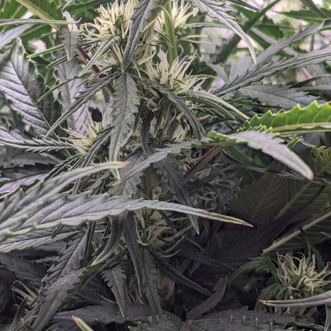 Gorilla Glue growlog timeline photo
