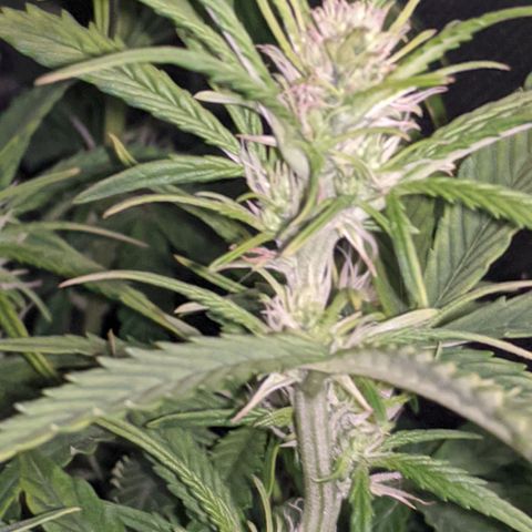Gorilla Glue growlog timeline photo