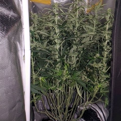 Gorilla Glue growlog timeline photo