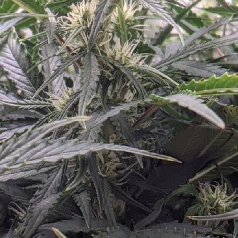 Gorilla Glue growlog timeline photo