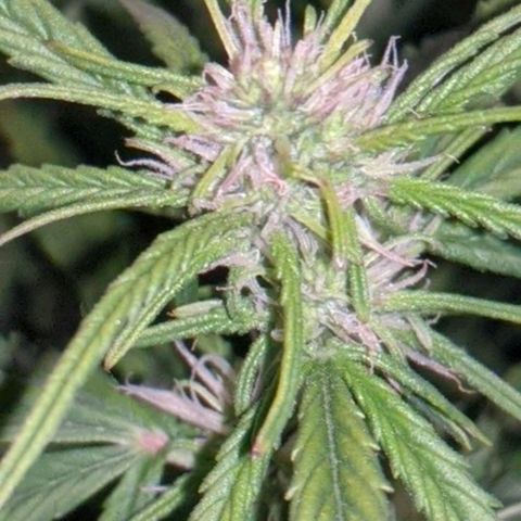 Gorilla Glue growlog timeline photo