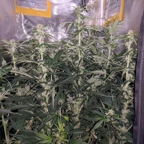 Gorilla Glue growlog timeline photo