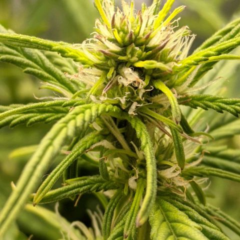 Gorilla Glue growlog timeline photo