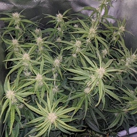 Gorilla Glue growlog timeline photo
