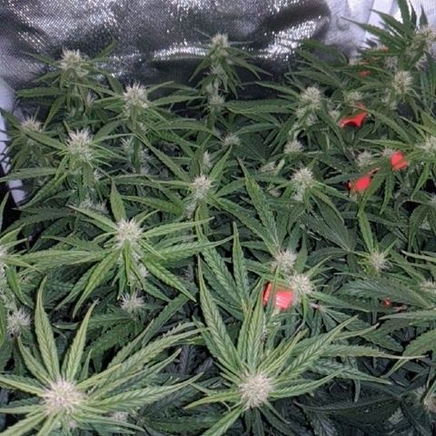 Gorilla Glue growlog photo: A teeny tiny bit of smell when I trim leaves and rustle the branches. Buds coming in slowly