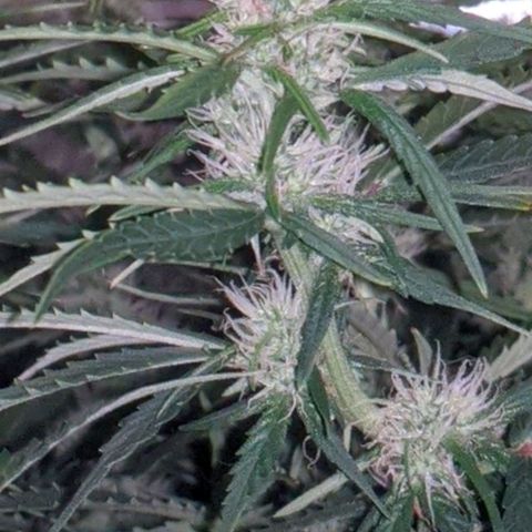 Gorilla Glue growlog photo: A teeny tiny bit of smell when I trim leaves and rustle the branches. Buds coming in slowly