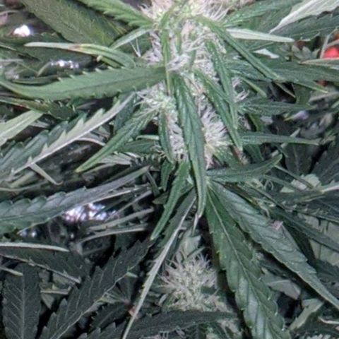 Gorilla Glue growlog photo: A teeny tiny bit of smell when I trim leaves and rustle the branches. Buds coming in slowly