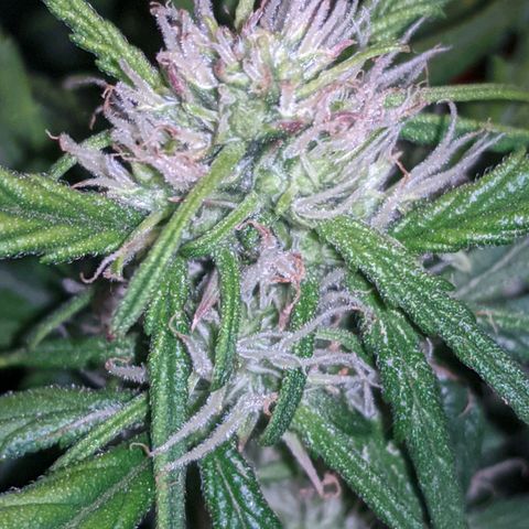Gorilla Glue growlog photo: A teeny tiny bit of smell when I trim leaves and rustle the branches. Buds coming in slowly