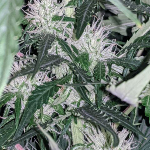 Gorilla Glue growlog photo: A teeny tiny bit of smell when I trim leaves and rustle the branches. Buds coming in slowly