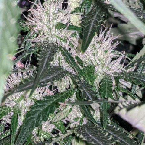 Gorilla Glue growlog photo: A teeny tiny bit of smell when I trim leaves and rustle the branches. Buds coming in slowly